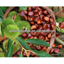 China new crop CHESTNUT